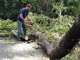 Why Choose Our Tree Removal Services in Corning, AR?